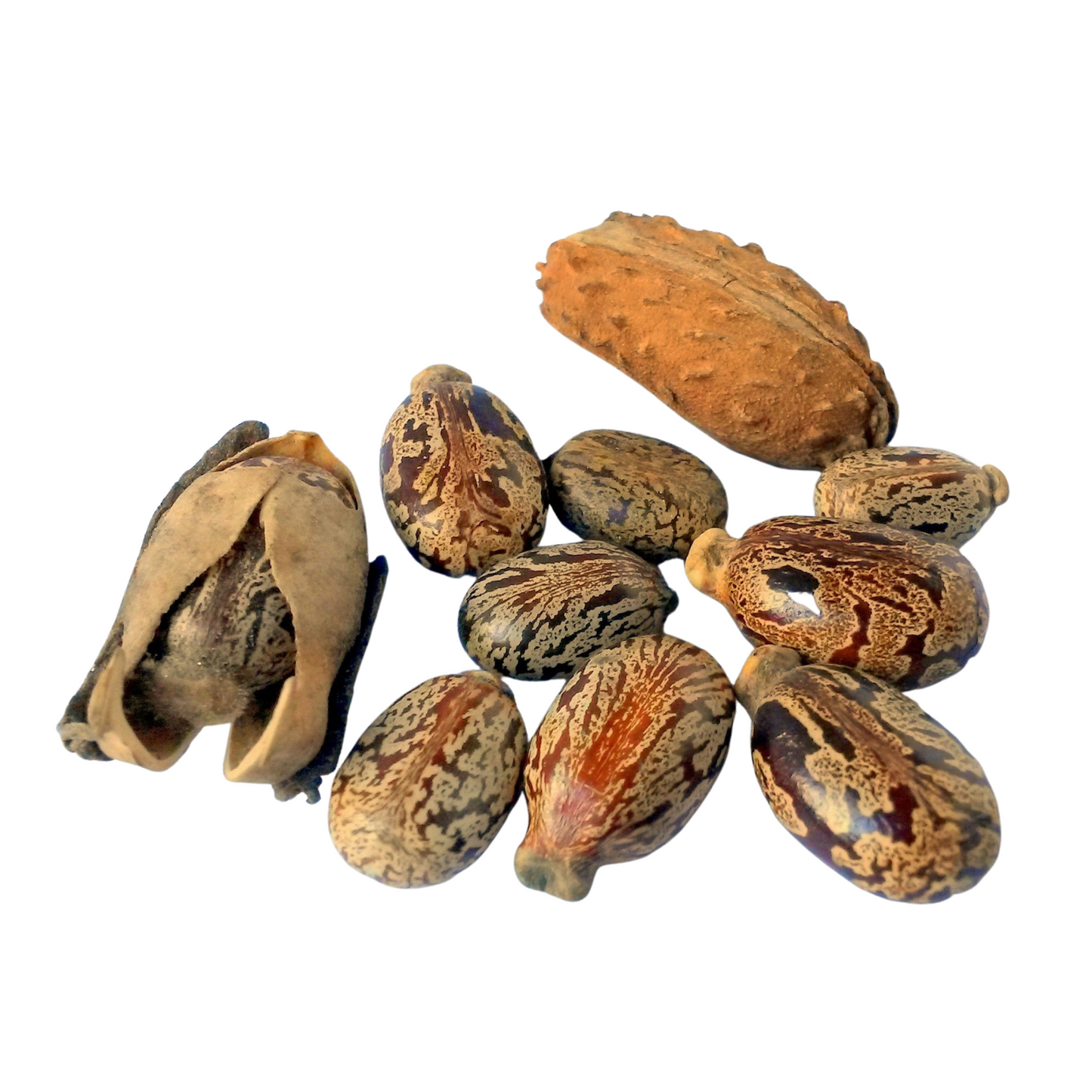 Castor Seed Oil (Ricinus communis)