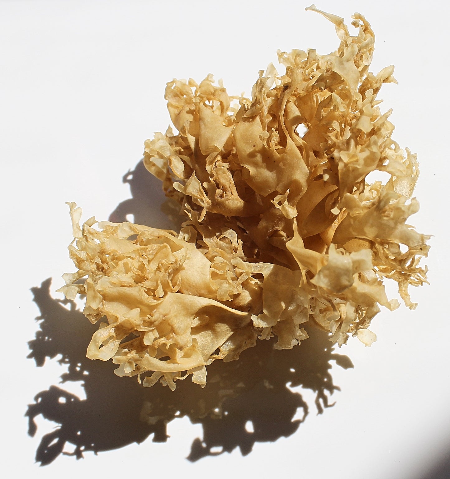 Irish Sea Moss (Chondrus crispus)