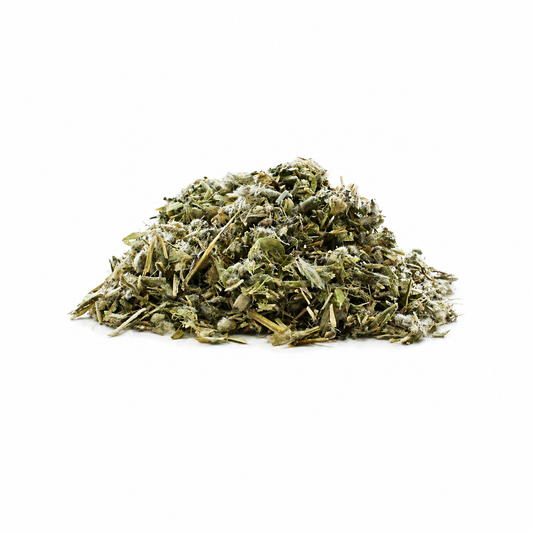 Greek Mountain Tea (Sideritis syriaca)