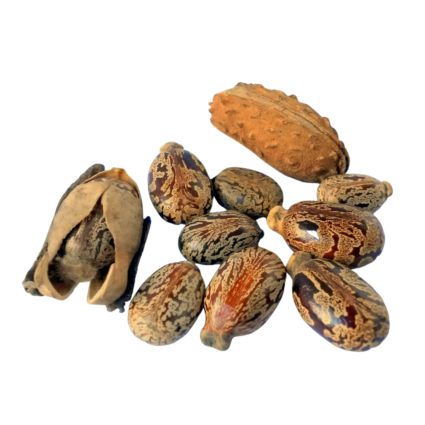 Aceite de semilla de ricino (Ricinus communis)